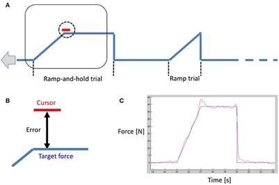 Cerebello-Cortical Differences in Effective Connectivity of the Dominant and Non-dominant Hand during a Visuomotor Paradigm of Grip Force Control